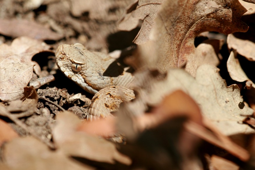 Vipera aspis..